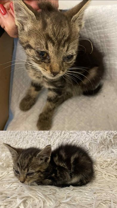 Dwa maluszki szukają domu