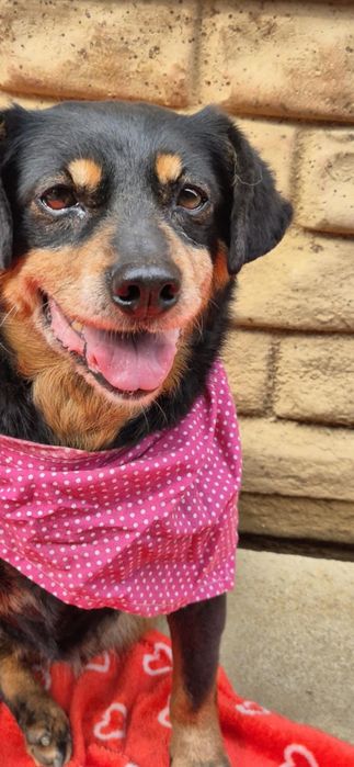 Nakolankowa, łagodna suczka szuka rodziny