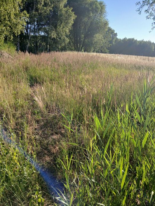 Czyszczenia działek i ogrodów
