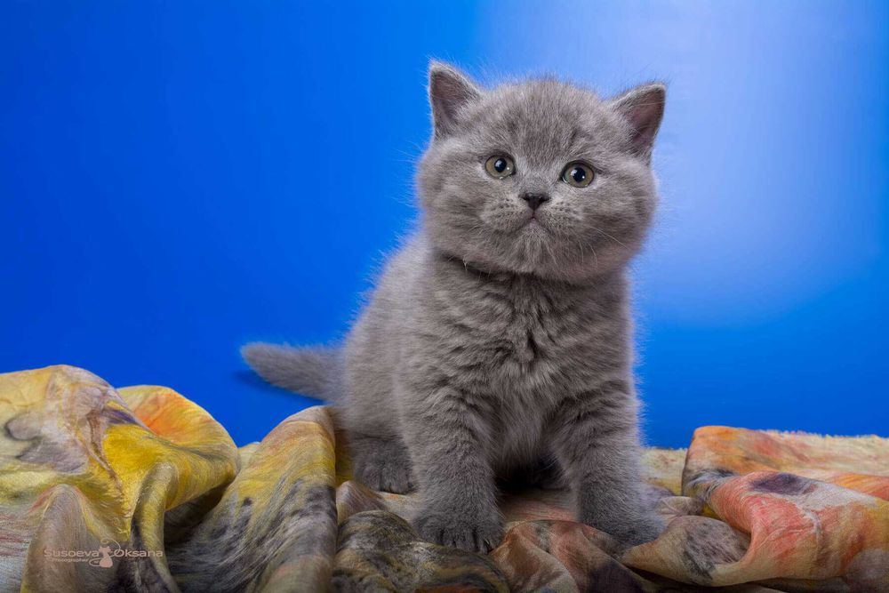 Gatinho criado em ambiente familiar