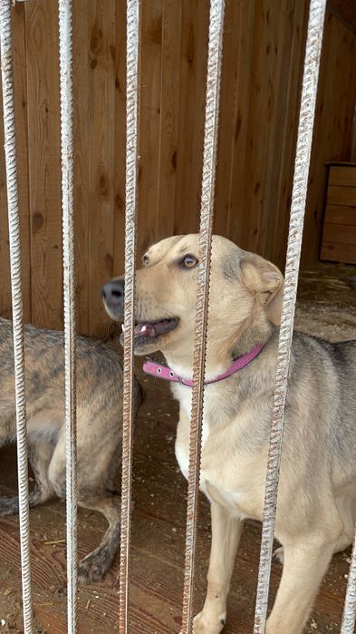 Найкраща собаня-друг