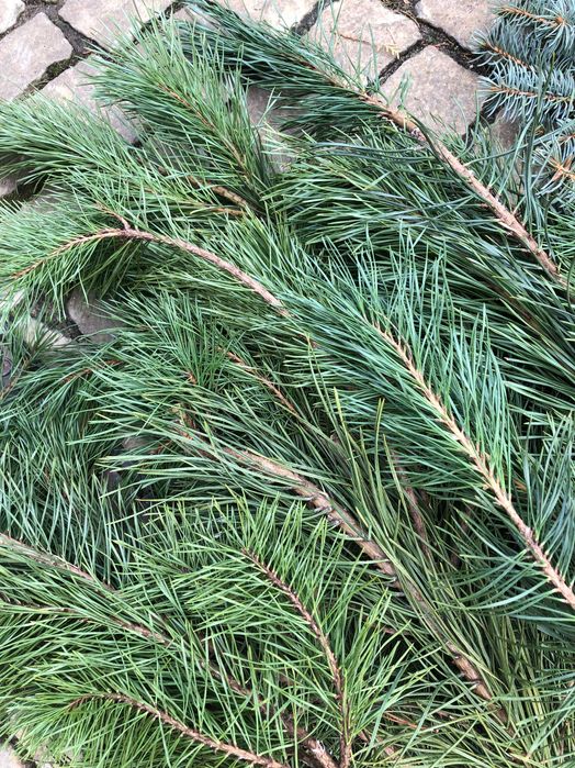 Мікси свіжої хвої.