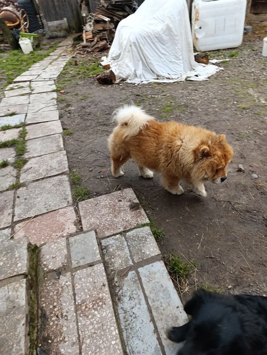 Чаушки мальчики породи Чау -чау