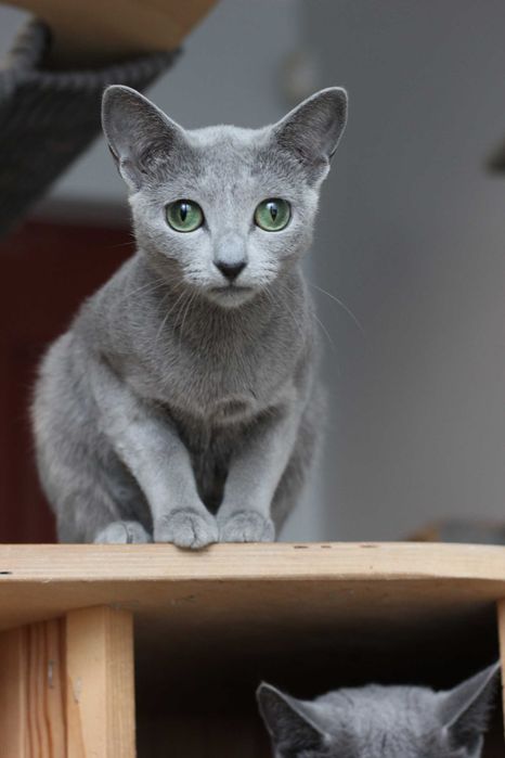 Kotka rosyjska niebieska FPL