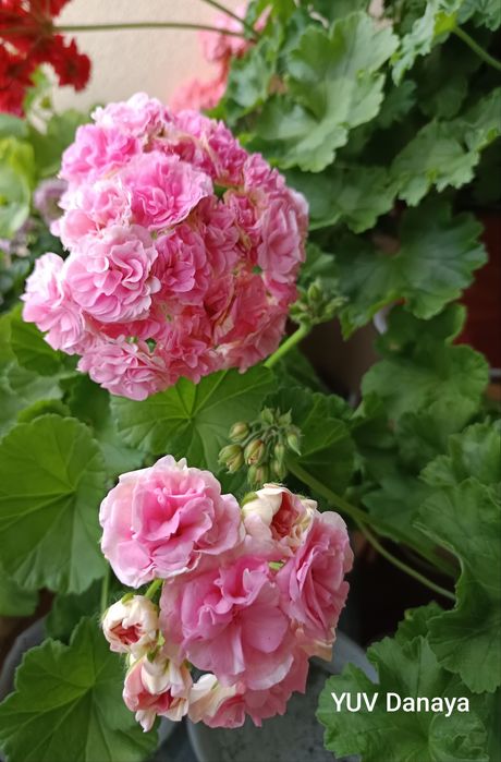 Pelargonie kolekcjonerskie