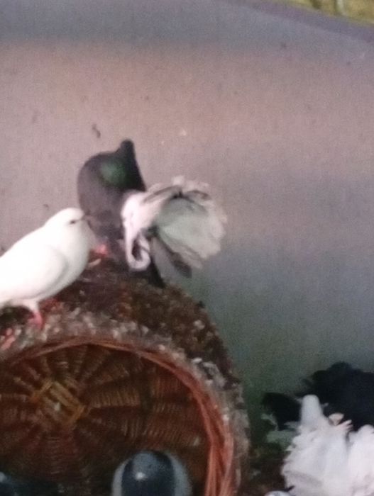 Gołebie pawiki sprzedam