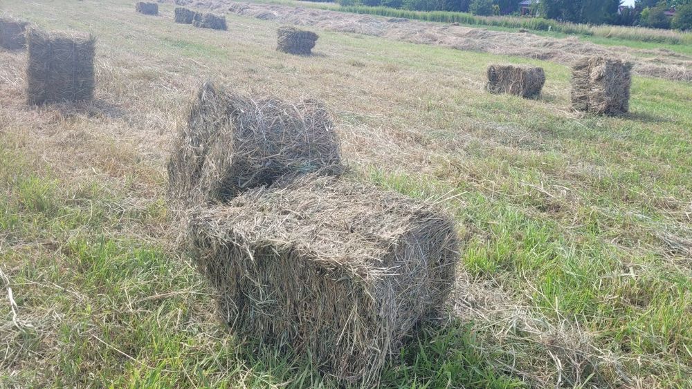 Sprzedam siano w kostkach