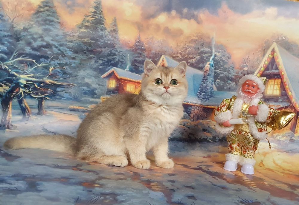 Гарнюня манюня кішечка ay11.  Шотландочка