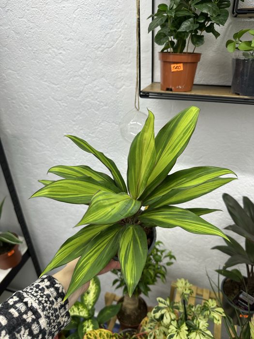 Квіти кімнатні рослини