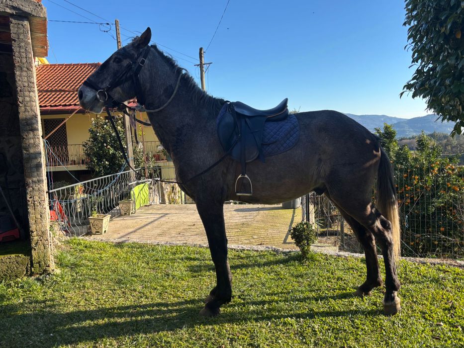 Potro cruzado inteiro