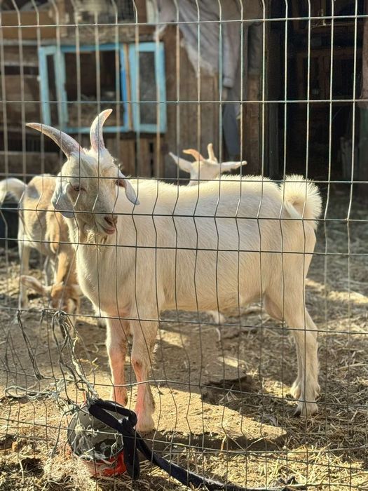 Цап случка кіз козел