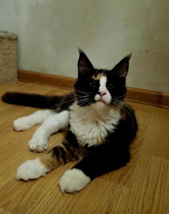 Cudowna kotka maine coon Hermiona