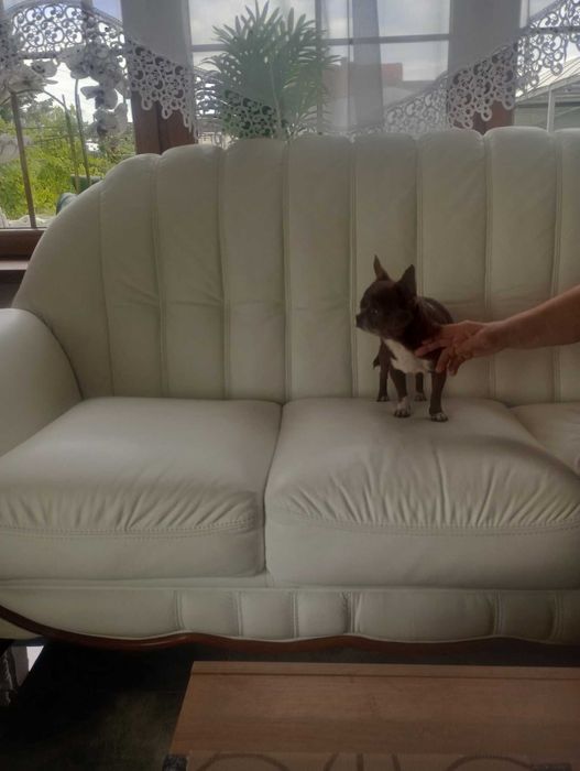 CHIHUAHUA - suczka