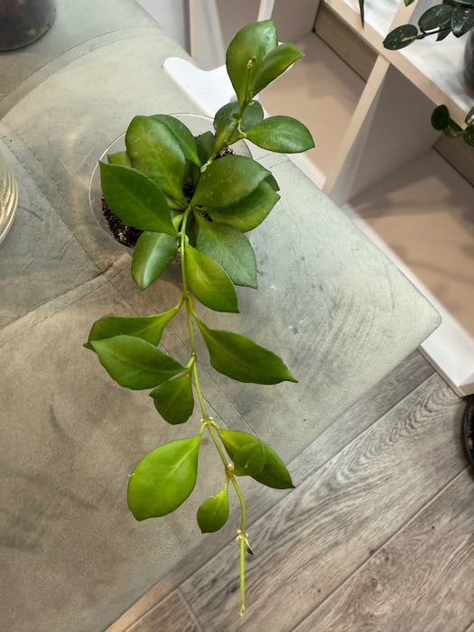 Хойя дрібнолиста, великий кущик