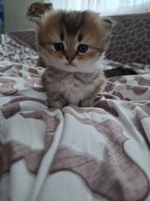 Кошеня золота шиншилла Бронювання