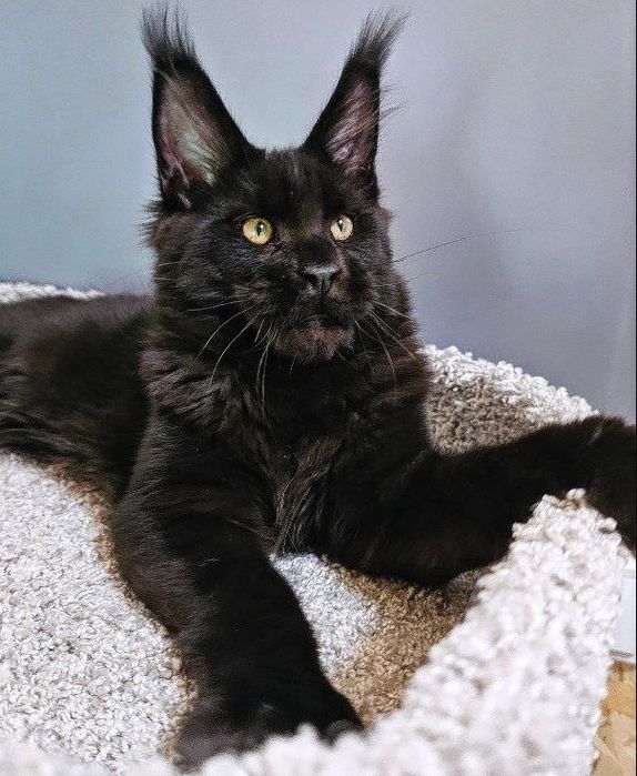 Шикарные  котята мейн-кун