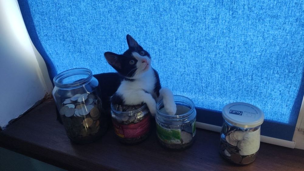 Срочно отдам котёнка