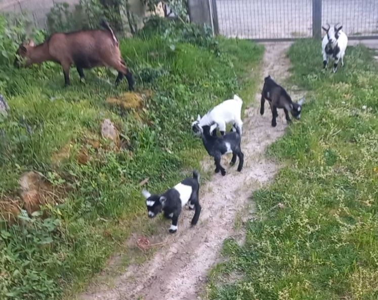 Vendo cabras anãs
