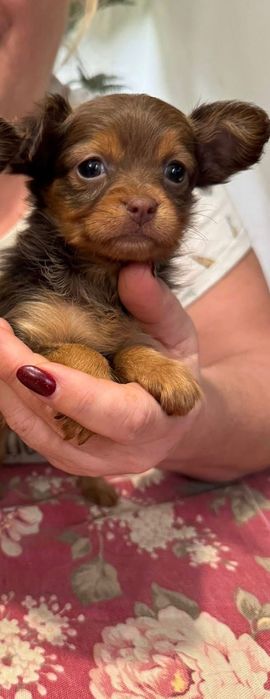 Rosyjski Toy Długowłosy Fci -zjawiskowa suczka