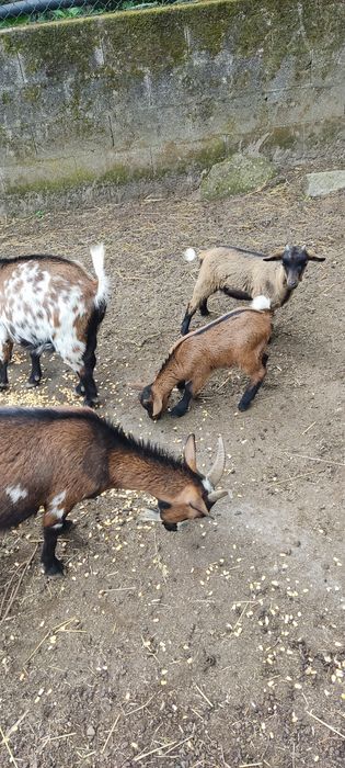 Cabras anas para venda