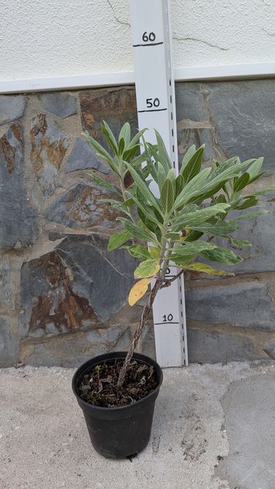 Echium candicans em vaso