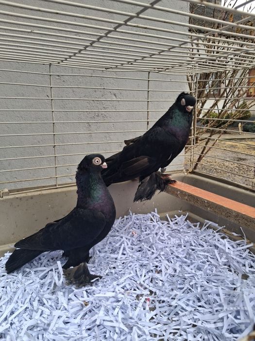 Gołebie ozdobne wywrotki mazurskie