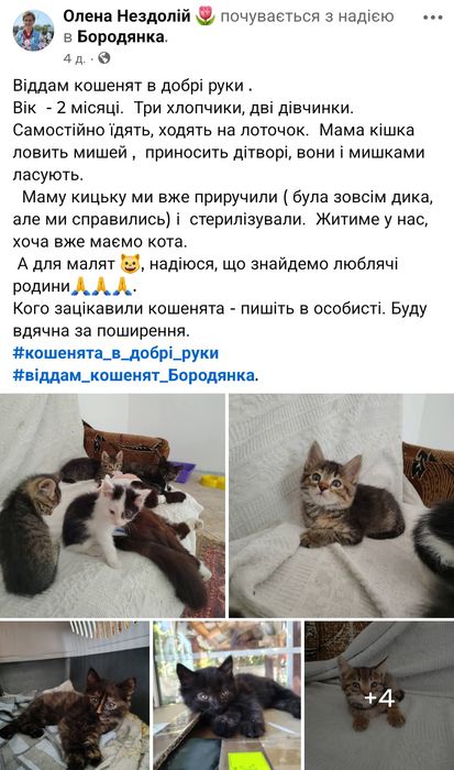 віддам кошенят а добрі руки