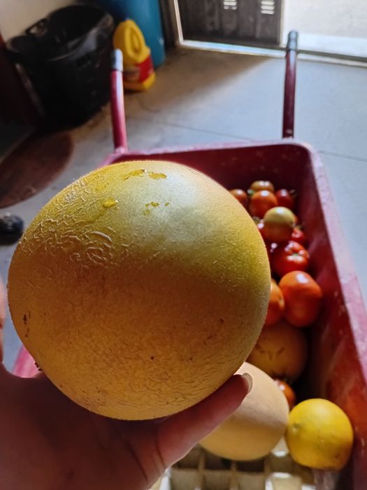 Vendemos legumes