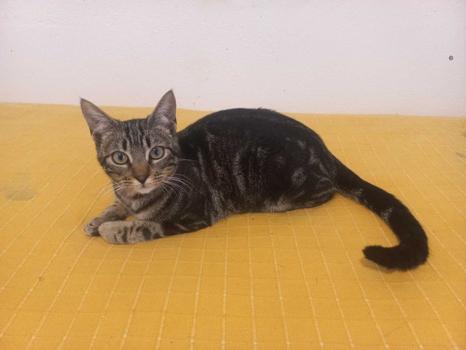 Dá-se gato jovem, não adulto