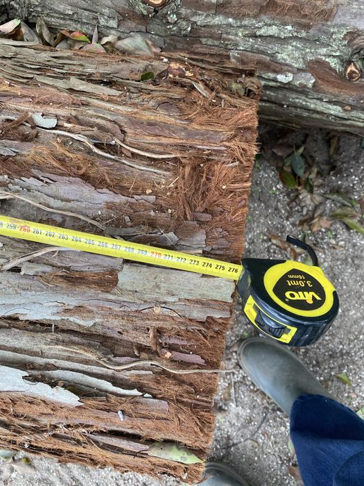 Troncos de Madeira Rara Sequoia Redwood com 60 Anos