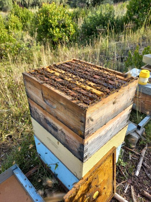 Vendo Enxames de Abelhas - Núcleos 5 quadros (Colmeia Langstroth)