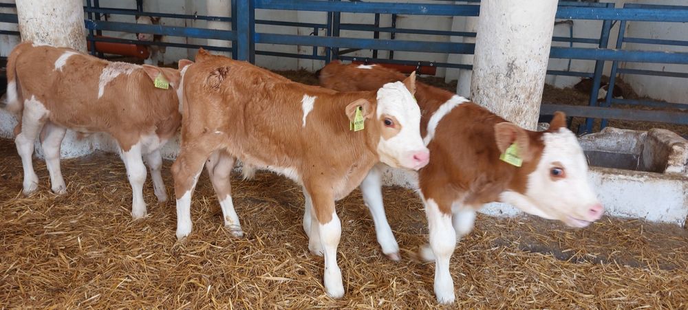 Cielęta Byczki Mięsne Simental Towar Ekstraklasa