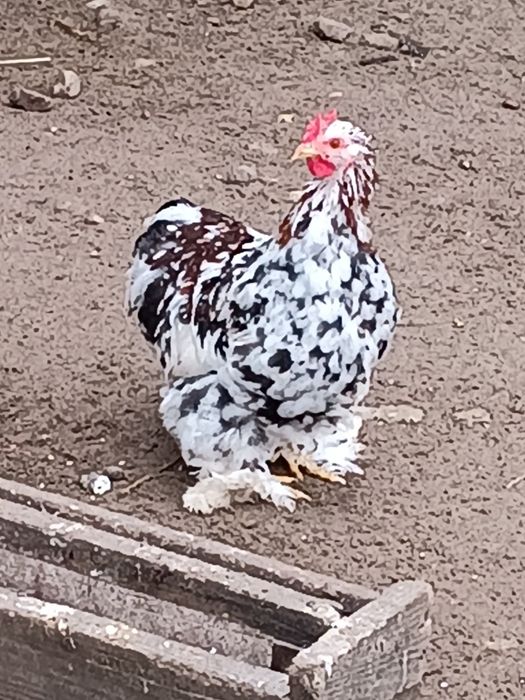 Kochin miniaturka Okazja!!