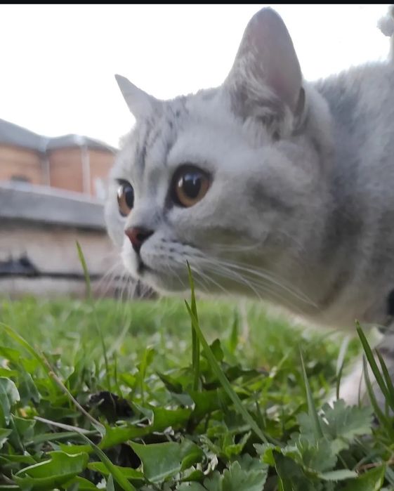 Красива кішка Срібна шиншила.