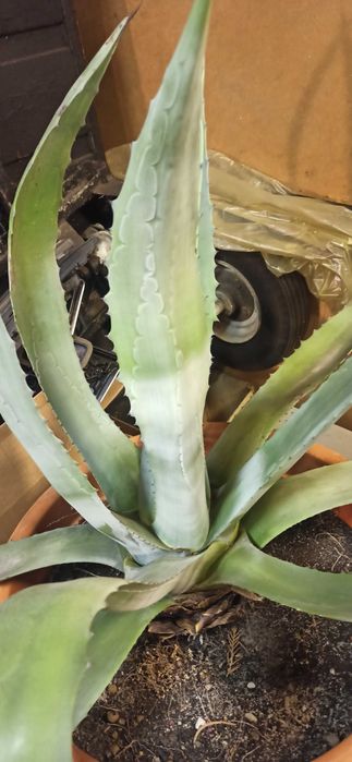 Sprzedam dużą (olbrzym) AGAWĘ agawa