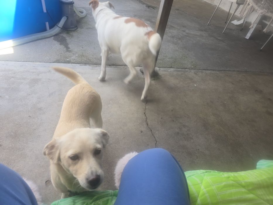 Cuido dos seus animais484760408588308482