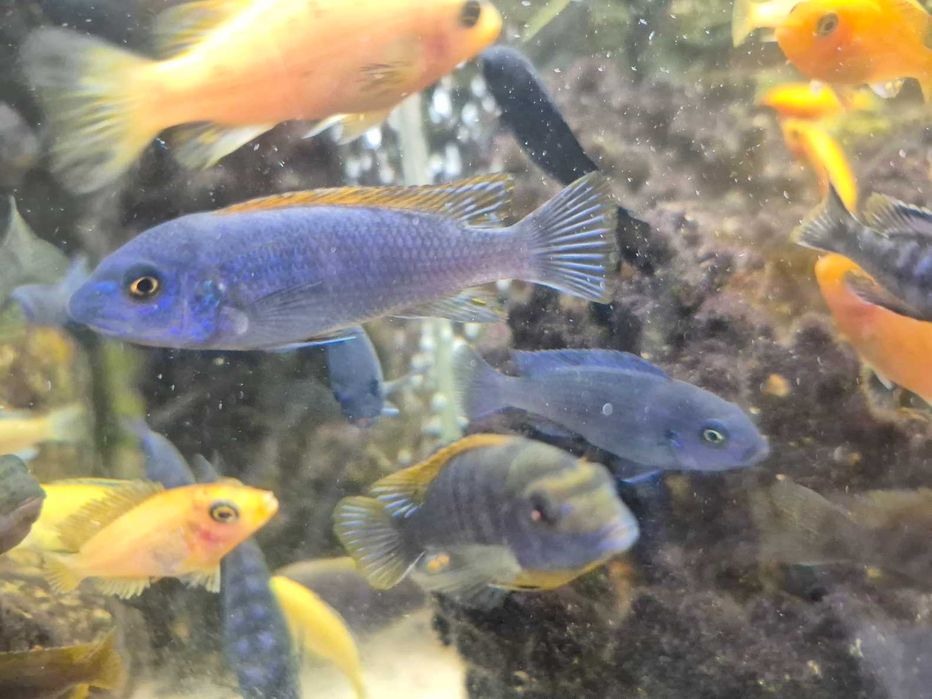 Pyszczak wysmukły Labeotropheus trewavasae Thumbi West, para, samica po pierwszej inkubacji, pyszczaki, Malawi