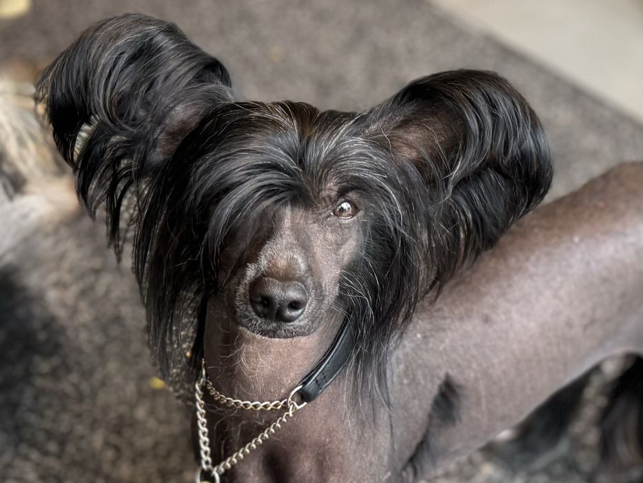 TEGAN owłosiony chiński grzywacz-powder puff Łomianki