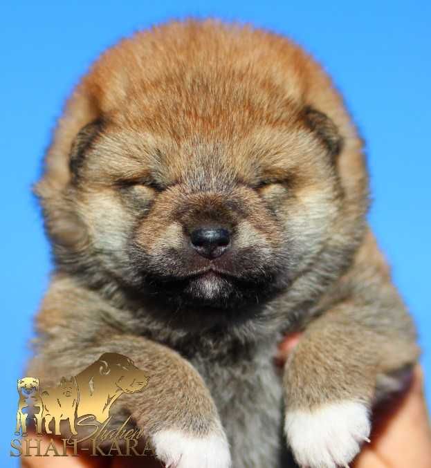 Гарні дівчата шиба/сіба-іну