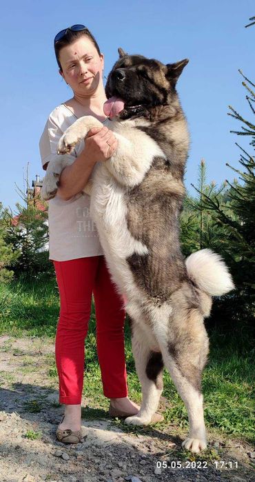 Вязка. Американська акіта. Акита. kennel Dogart Line. Львів