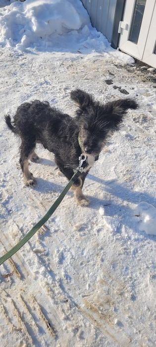 Шукаємо сім'ю для цуцентка