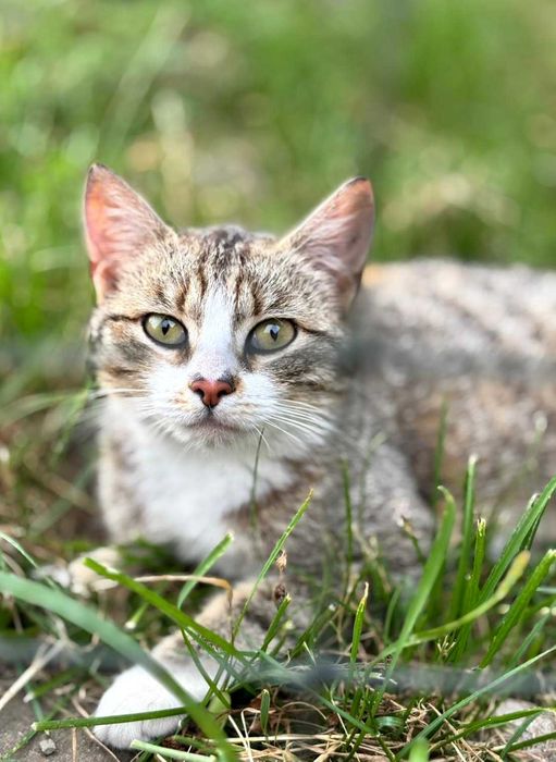 Kotka kot kocięta do adopcji oddam