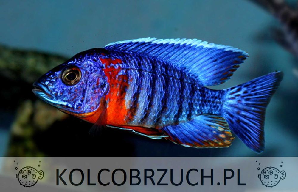 Aulonocara hansbaenschi RED FLUSH - SAMCE XXL - 10CM - wysyłka, dowóz