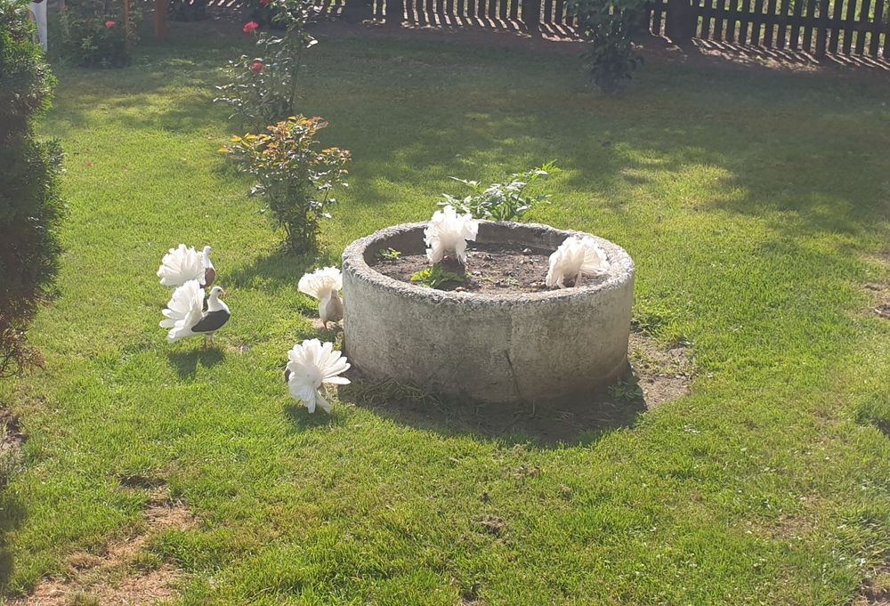 Gołębie Pawiki Tegoroczne