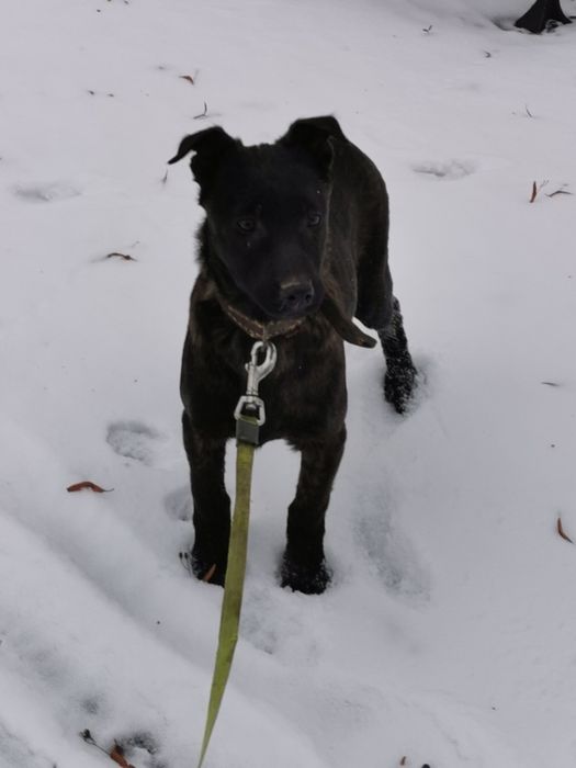 Owczarek Holenderski ostra