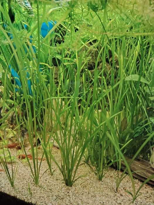 Nurzaniec Vallisneria (długa)