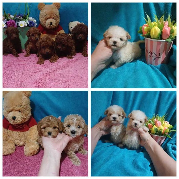 Мальтипу мини мишки Той пуделя редкие окрасы. Доставка по миру.