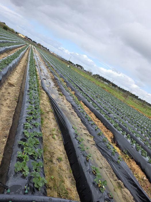 Terreno rustico com furo