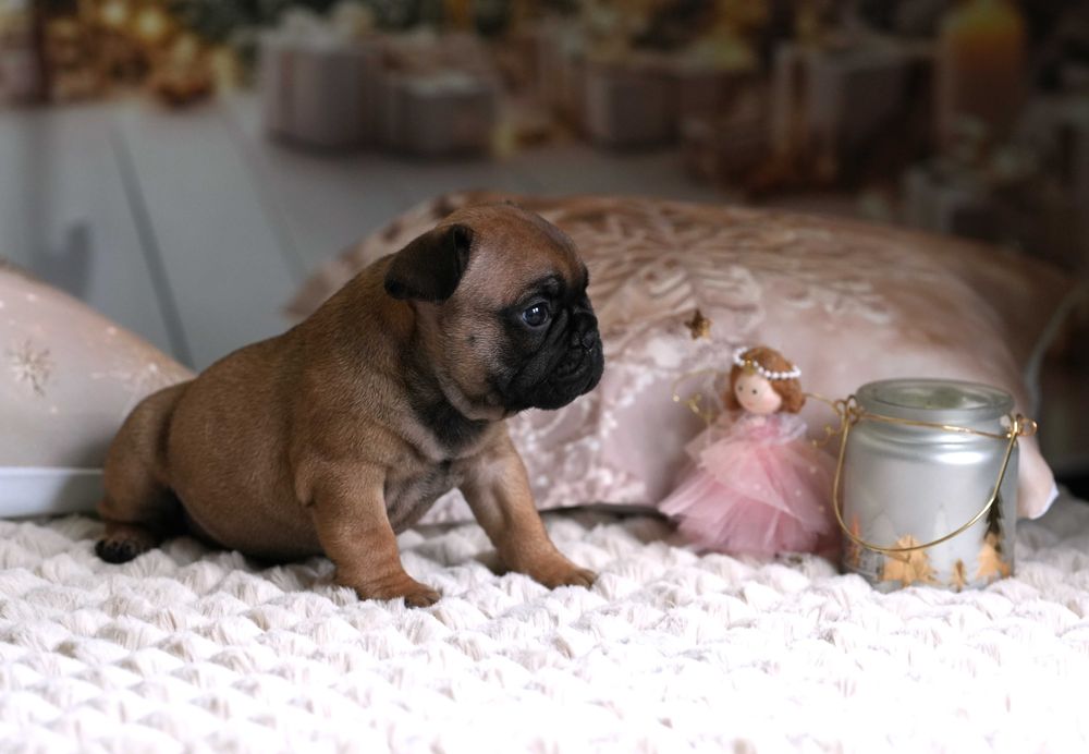 Buldog francuski ZKWP/FCI piesek po championach