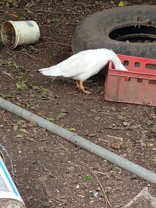 Tenho patos para vencer